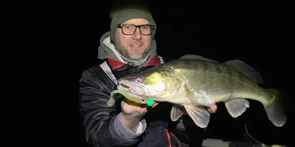 Angry Shads Zander gefangen
