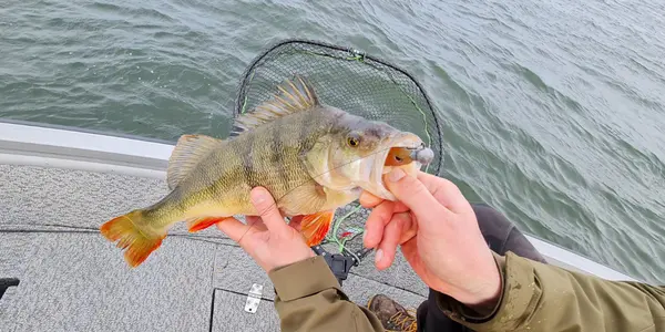 Angry Shads – Okoń