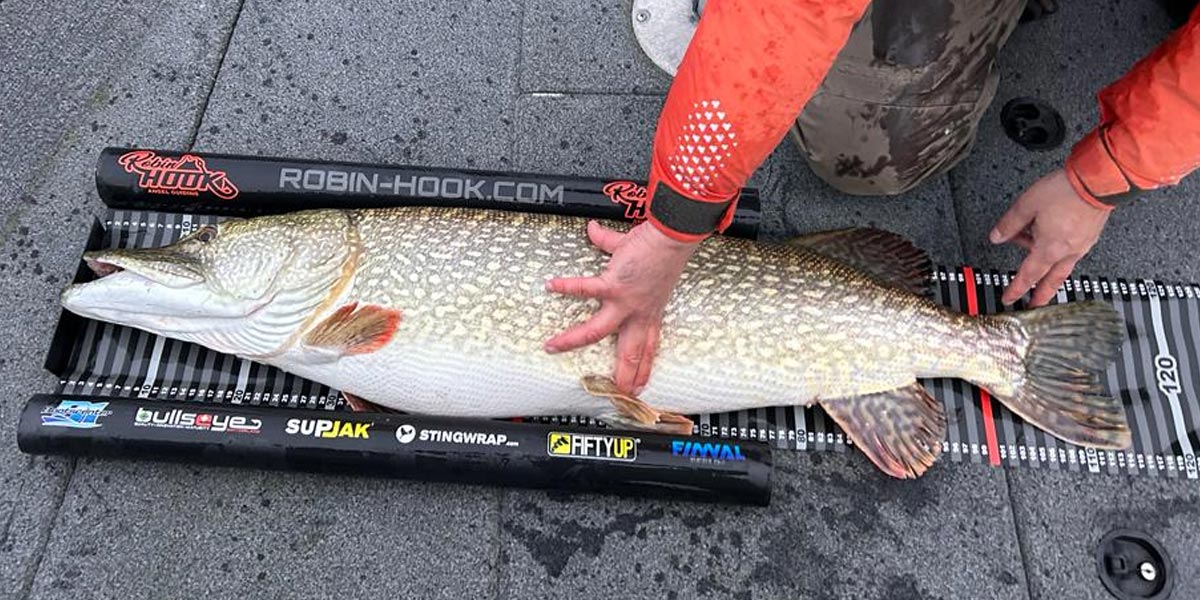 Large pike on boat fish measuring tape.