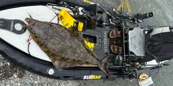 Pêche au flétan en Norvège SUPJAK