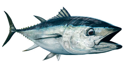 Thunfisch Aufkleber