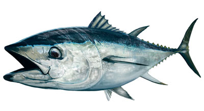 Thunfisch Aufkleber