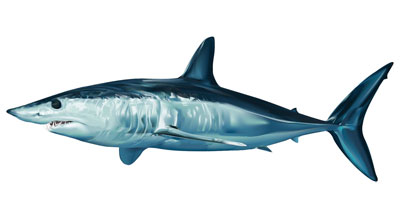 Mako Shark Sticker