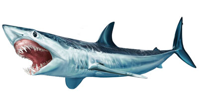Adhesivo Tiburón