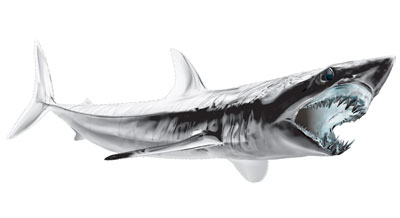 sticker haai