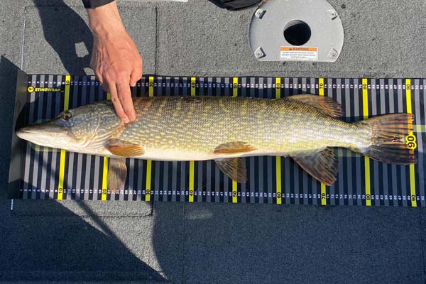 Desenganche de la estera de pesca