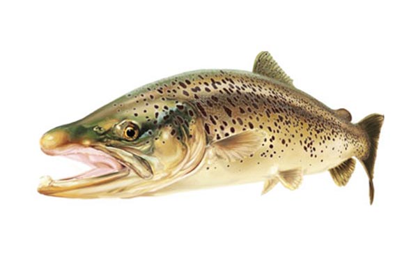 Forel Stickers