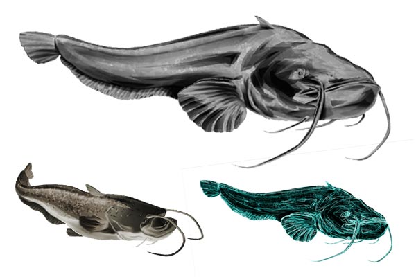 Catfish sticker