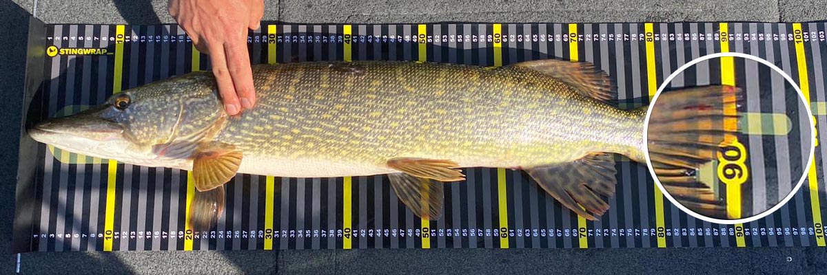 Medir correctamente el pescado